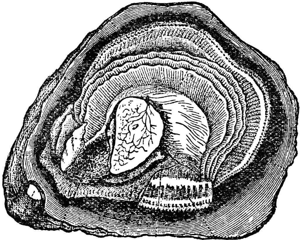 Oysters Cliparts Black And White Drawing Of Snail S Shell Clipart Dev